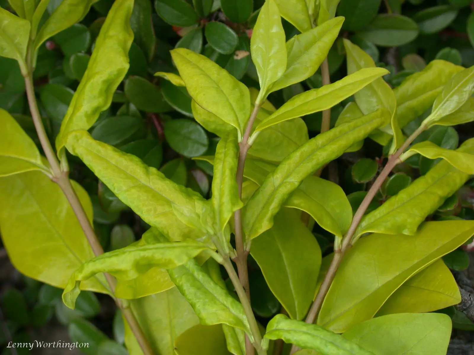 California Privet (Ligustrum Ovalifolium) — white flowers in the garden