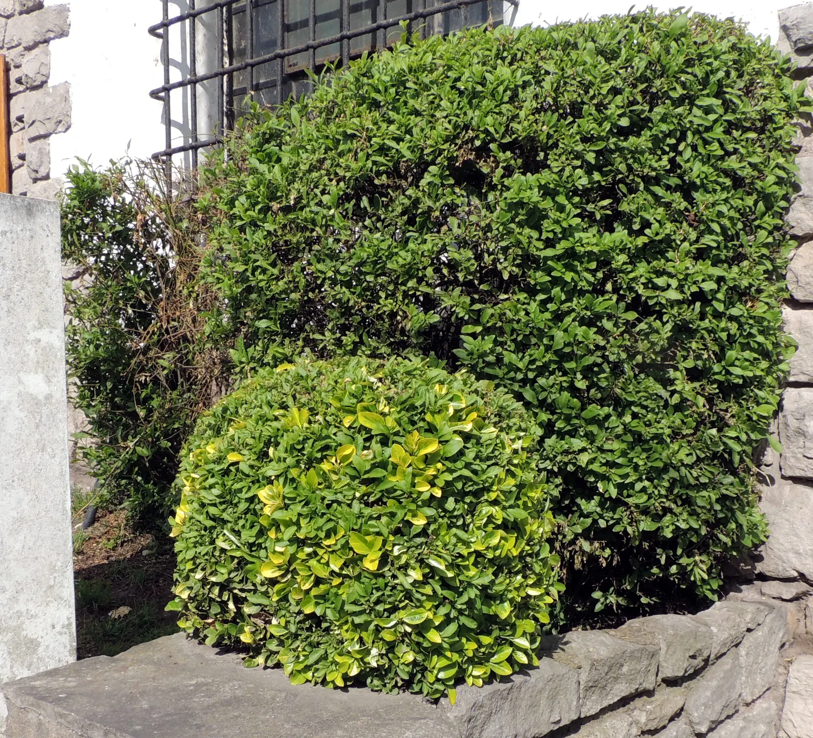 California Privet (Ligustrum Ovalifolium) — the California Privet flourishes best in full sun to partial shade conditions