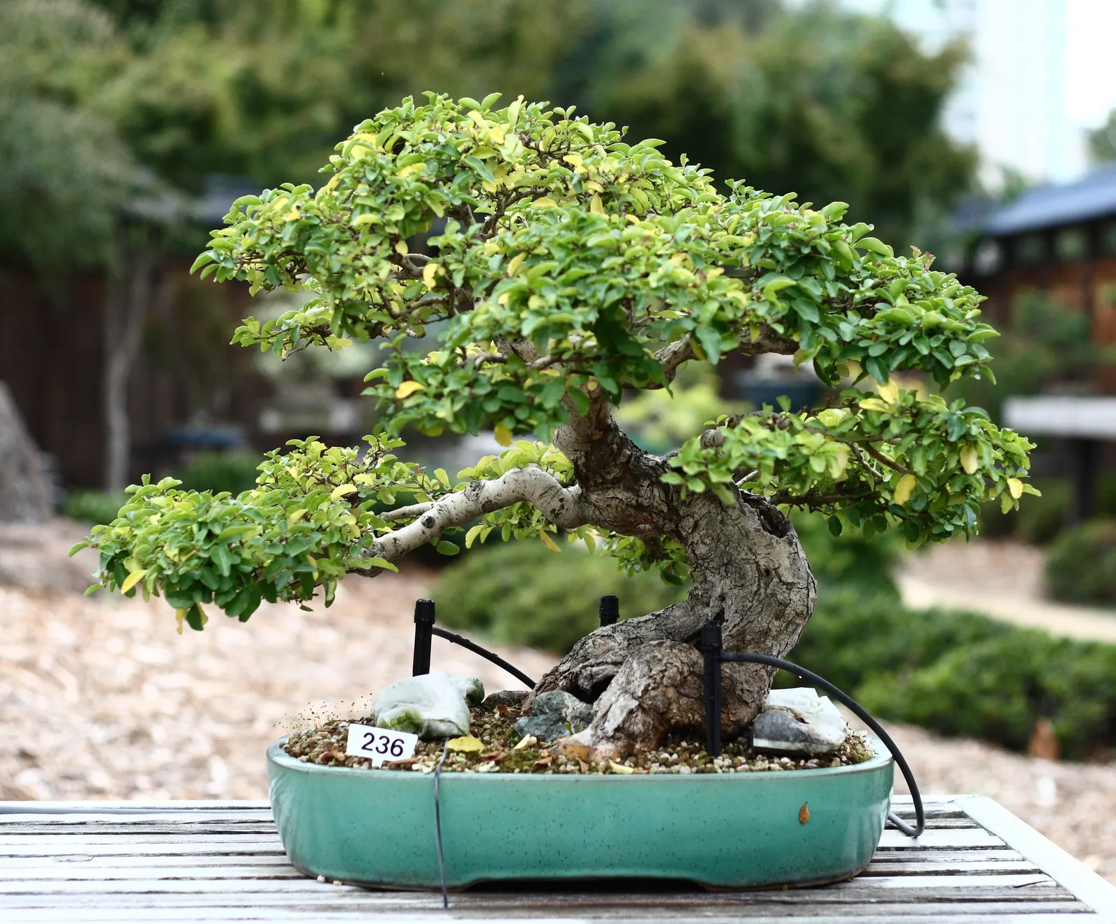 California Privet (Ligustrum Ovalifolium) — The leaves present a glossy; <br><br>Watering should be moderate