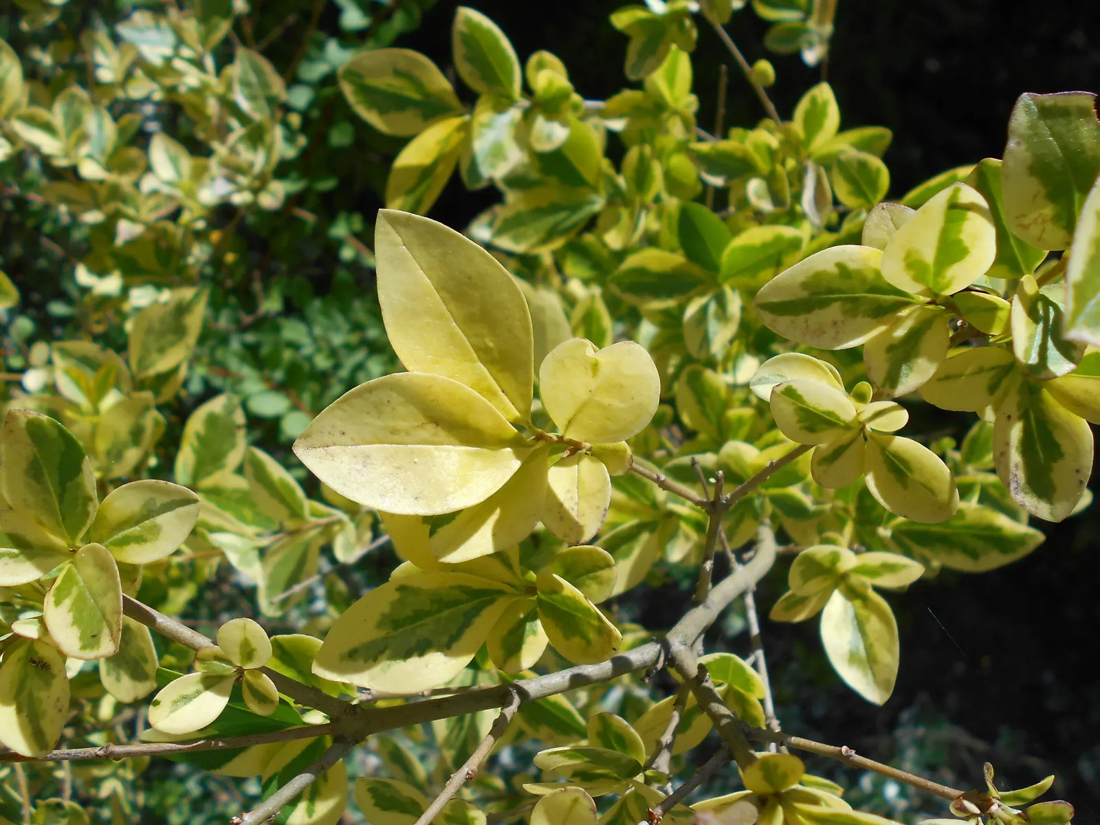 California Privet (Ligustrum Ovalifolium) — It is not particularly fussy about soil type, though it does prefer well-drained loamy soils; widely appreciated