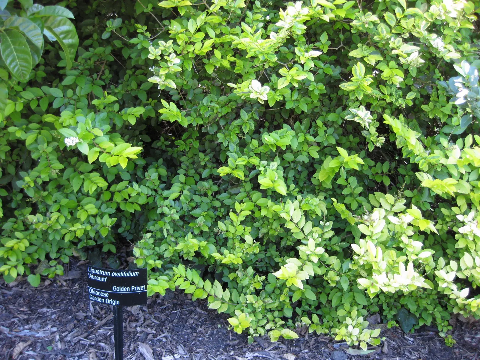 California Privet (Ligustrum Ovalifolium) — The leaves present a glossy