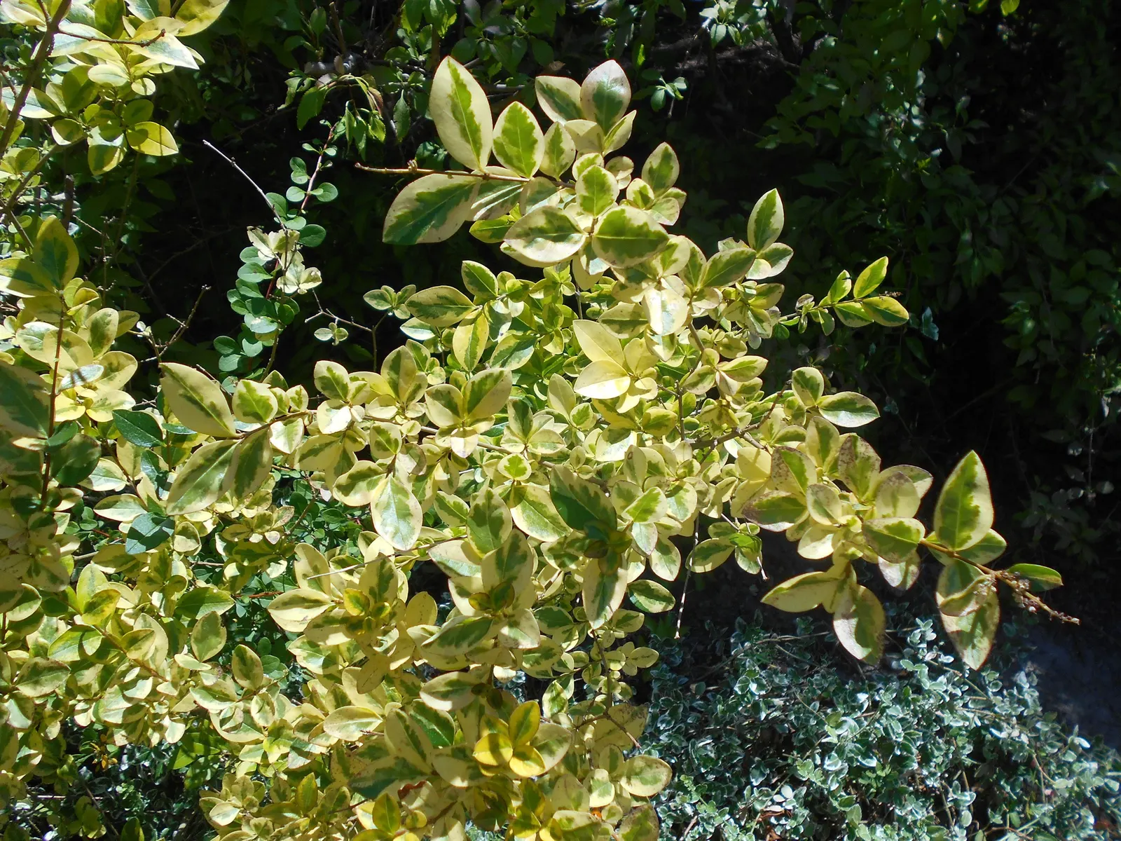 California Privet (Ligustrum Ovalifolium) — These blossoms may also attract pollinators such as bees; thrives in USDA zones 5 through 8, preferring full sun to