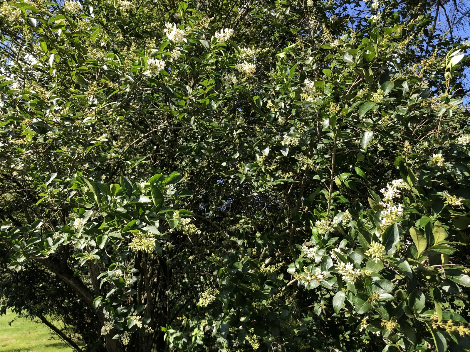 California Privet (Ligustrum Ovalifolium) — shrub / tree for full