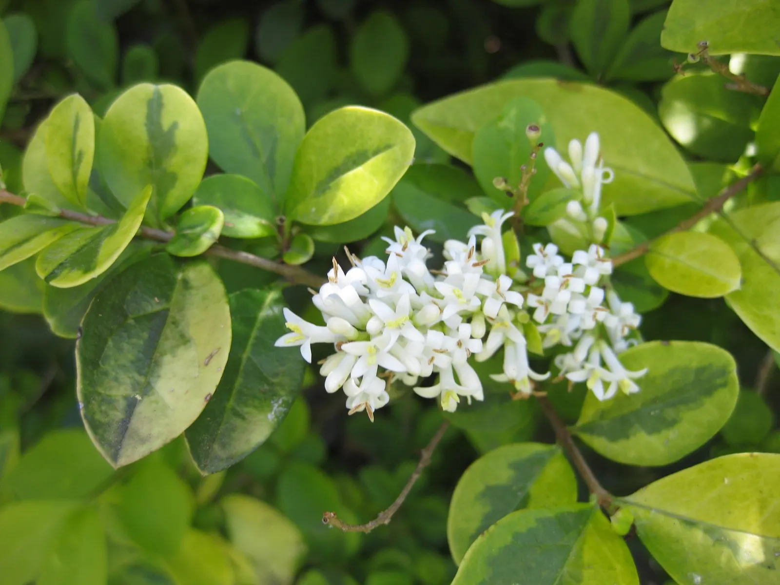 California Privet (Ligustrum Ovalifolium) — including being drought-tolerant once established