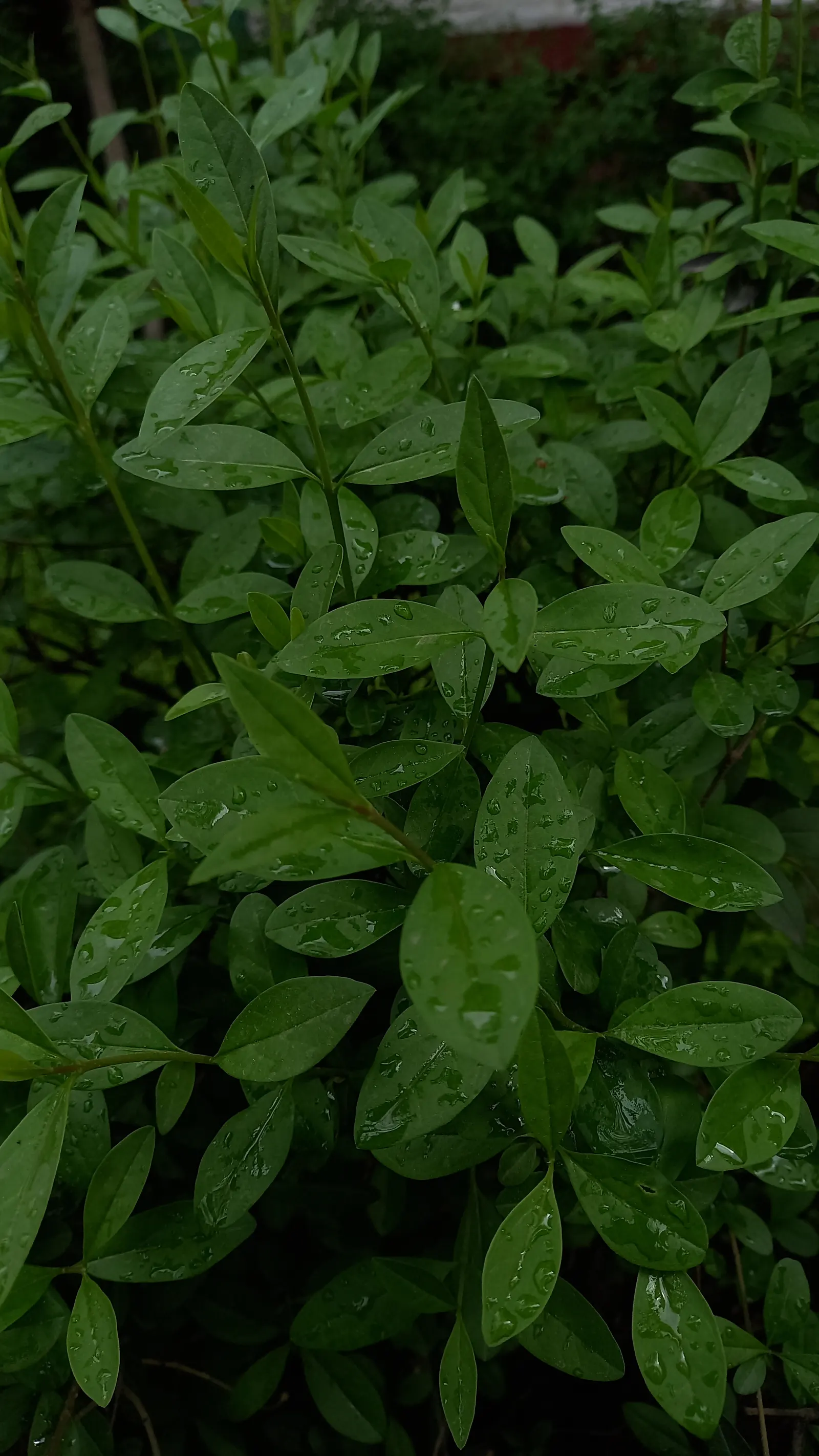 California Privet (Ligustrum Ovalifolium) — this plant has adapted well to various climates; typically reaching heights of 10-15 feet with a spread of 6-8 feet