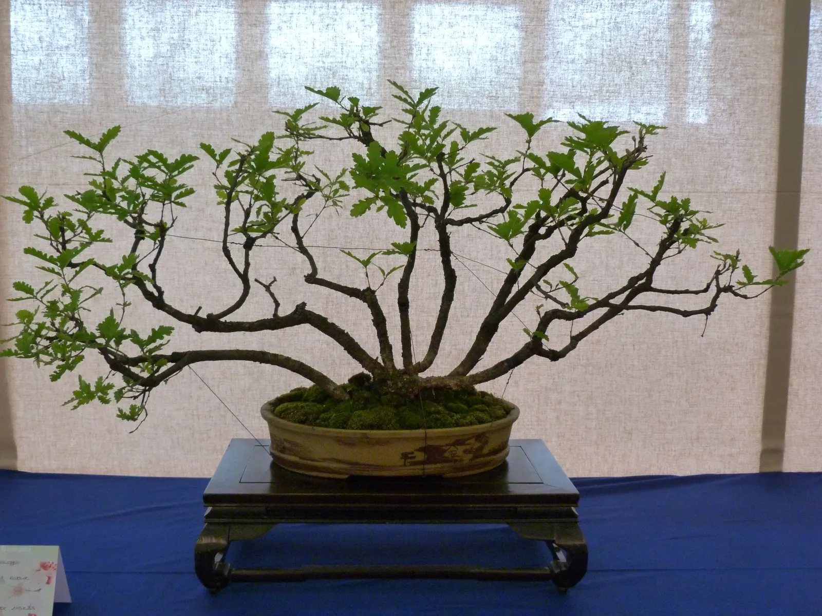 California Privet (Ligustrum Ovalifolium) — Thrives in USDA zones 5 through 8, preferring full sun to partial shade and well-draining soil; the California