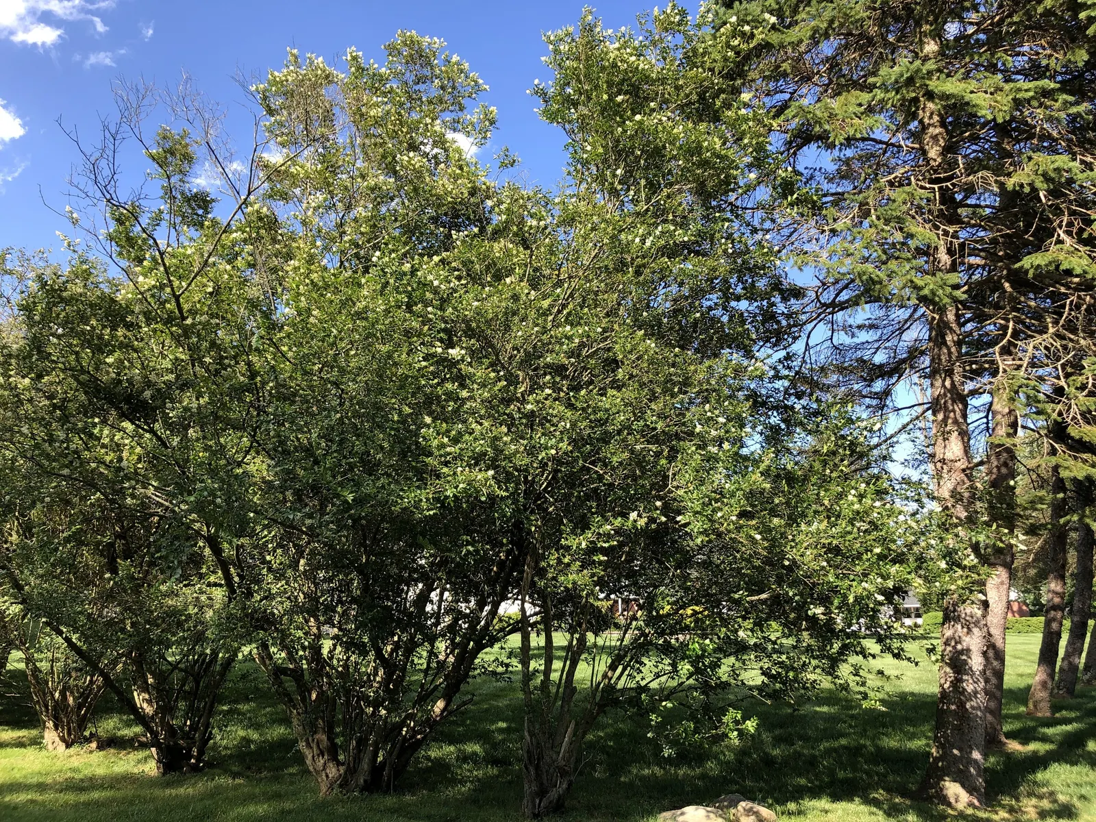 California Privet (Ligustrum Ovalifolium) — widely appreciated for its dense foliage and robust growth; offering a modest yet appealing visual contrast