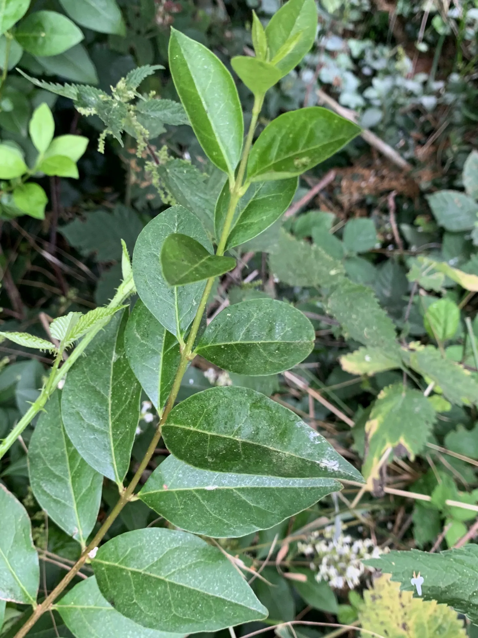 California Privet (Ligustrum Ovalifolium) — including being drought-tolerant once established; especially during dry spells