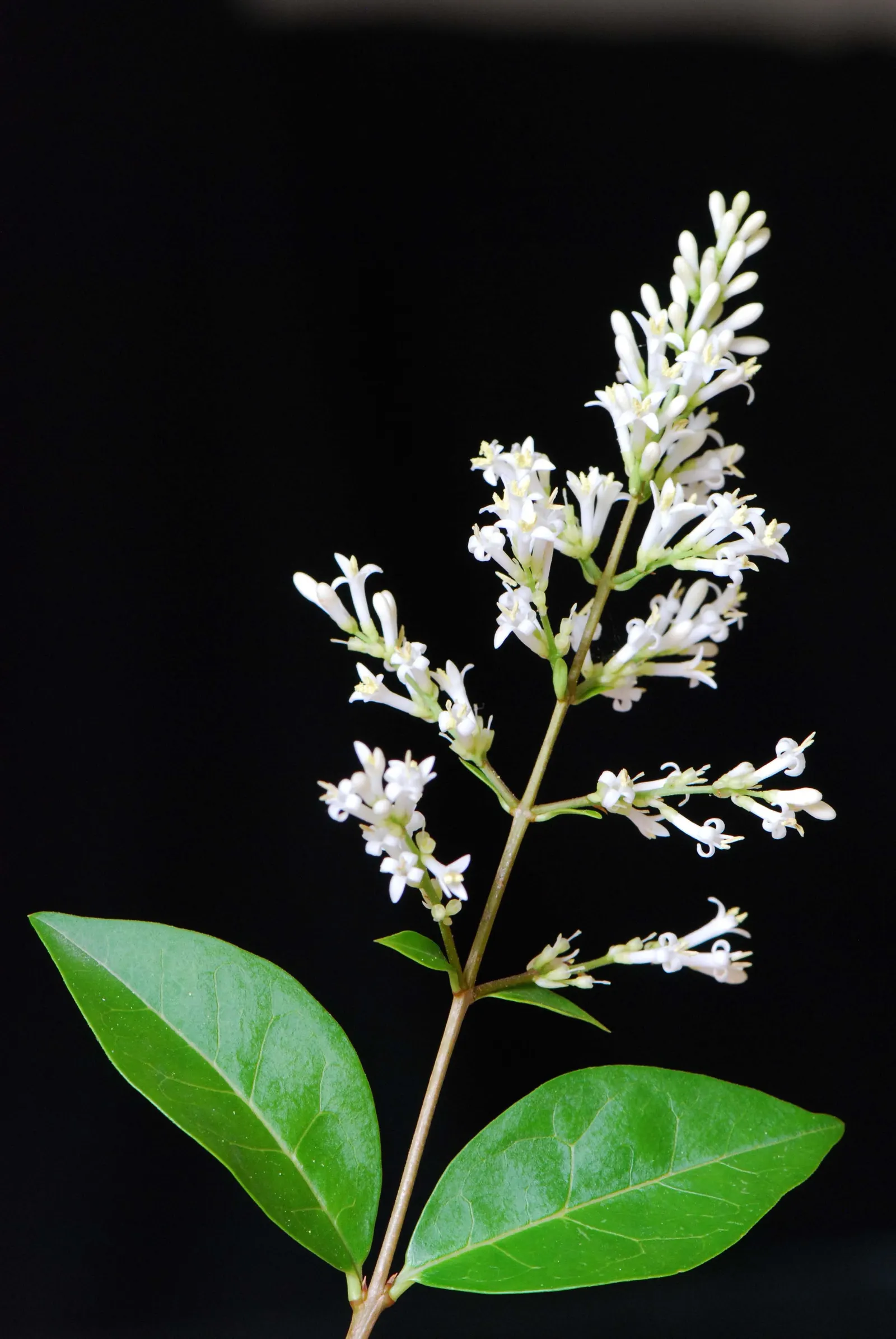 California Privet (Ligustrum Ovalifolium) — <br><br>Watering should be moderate