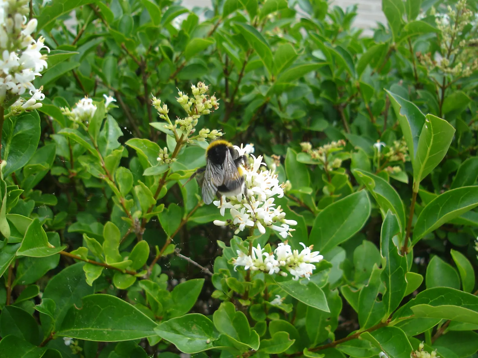 California Privet (Ligustrum Ovalifolium) — Oval, lustrous leaves accompany clusters of white flowers in summer, followed by black berries; scientifically