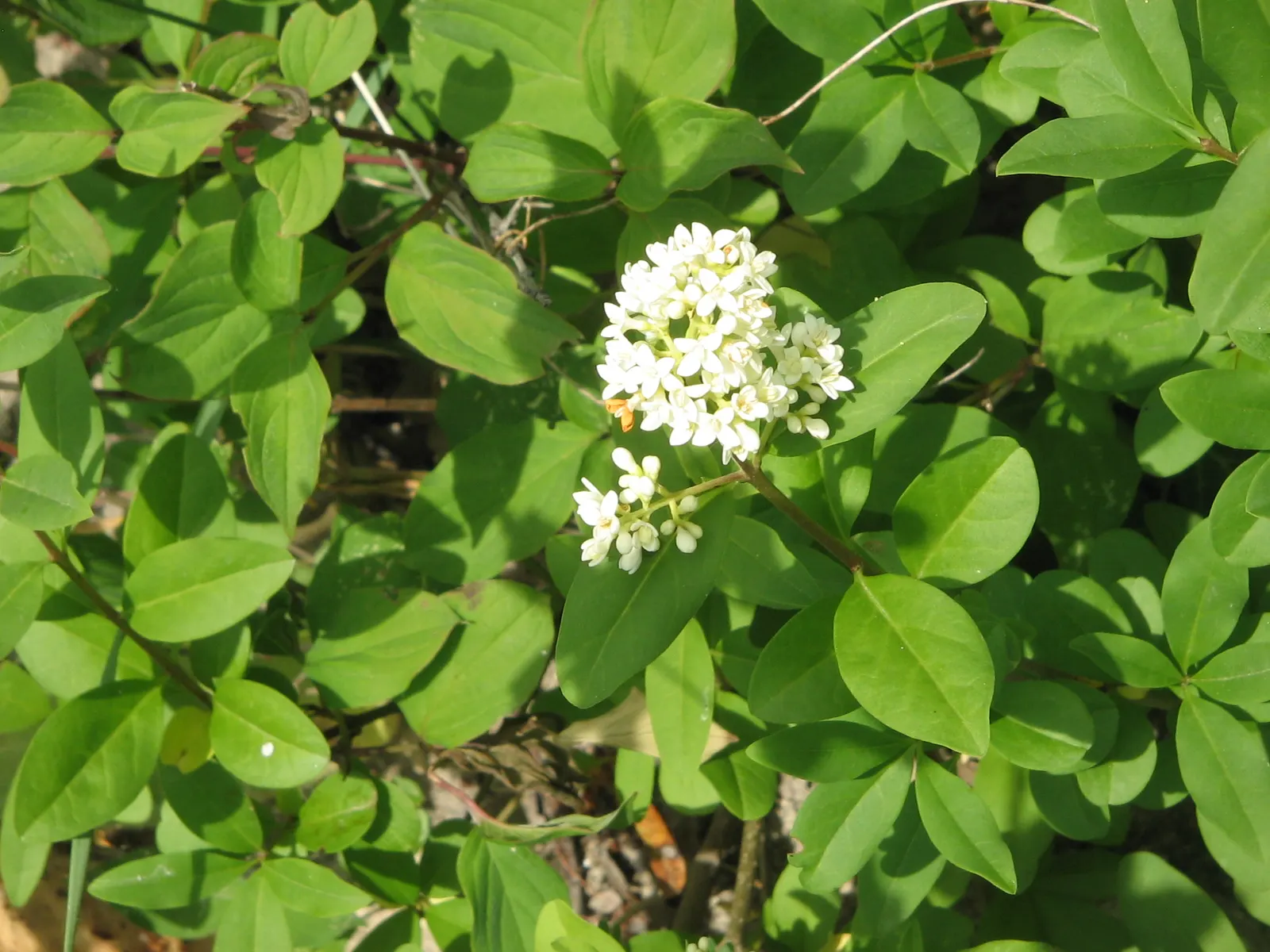California Privet (Ligustrum Ovalifolium) — especially during dry spells; oval, lustrous leaves accompany clusters of white flowers in summer, followed by