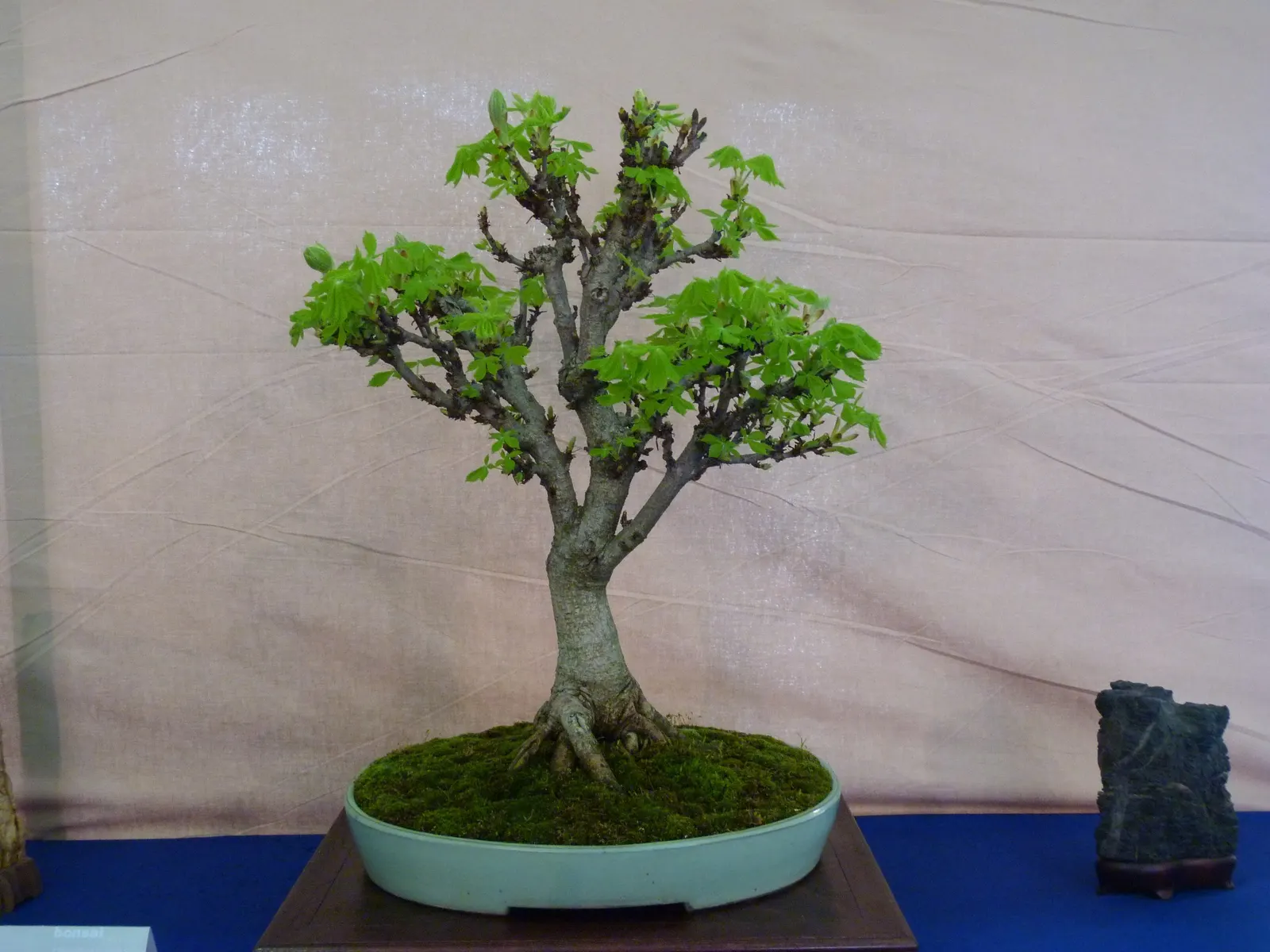 California Privet (Ligustrum Ovalifolium) — making it a reliable choice for a diverse array of landscape designs