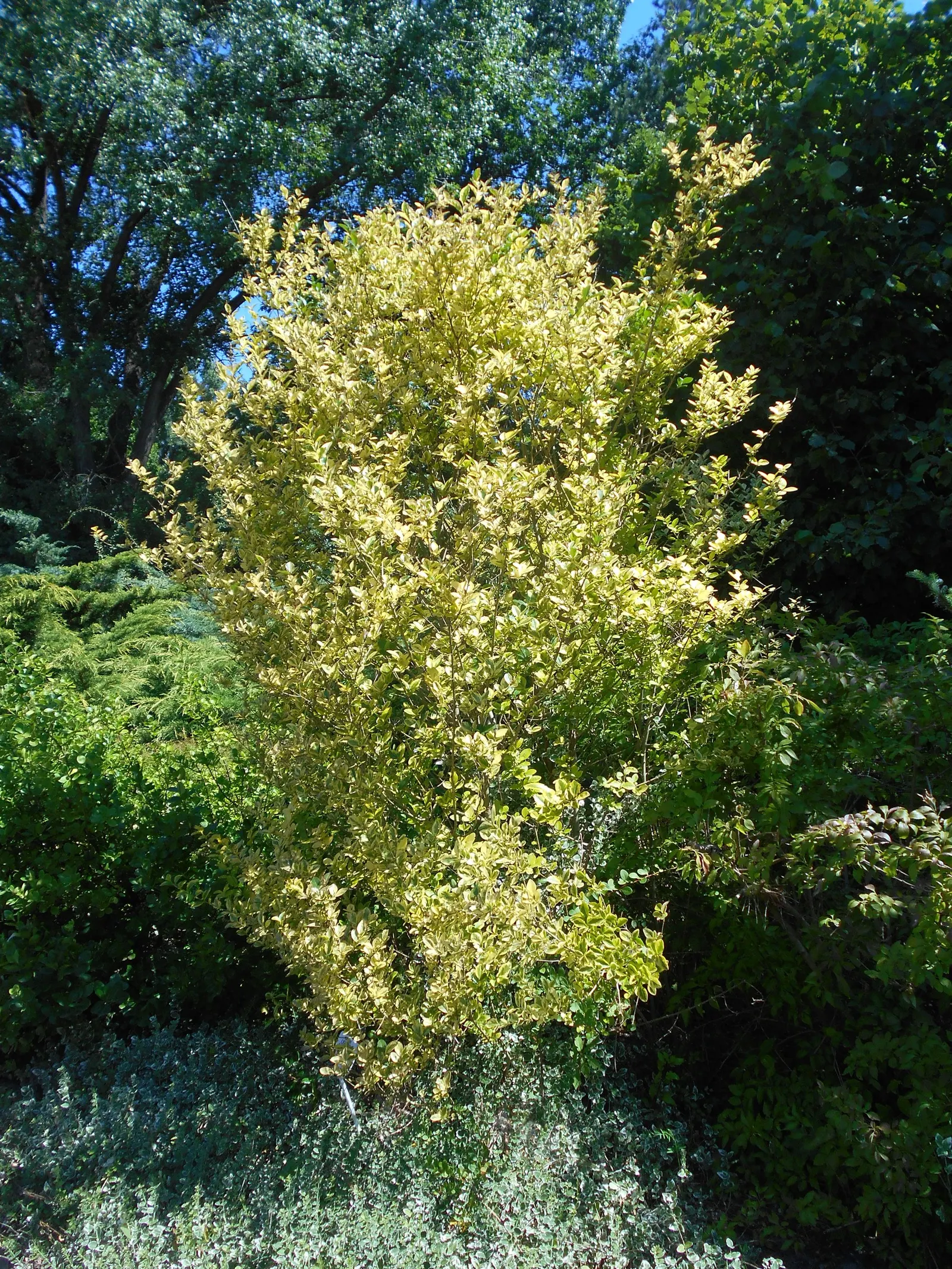 California Privet (Ligustrum Ovalifolium) — is a versatile evergreen shrub; this hardy plant is ideal for hedges and privacy screens