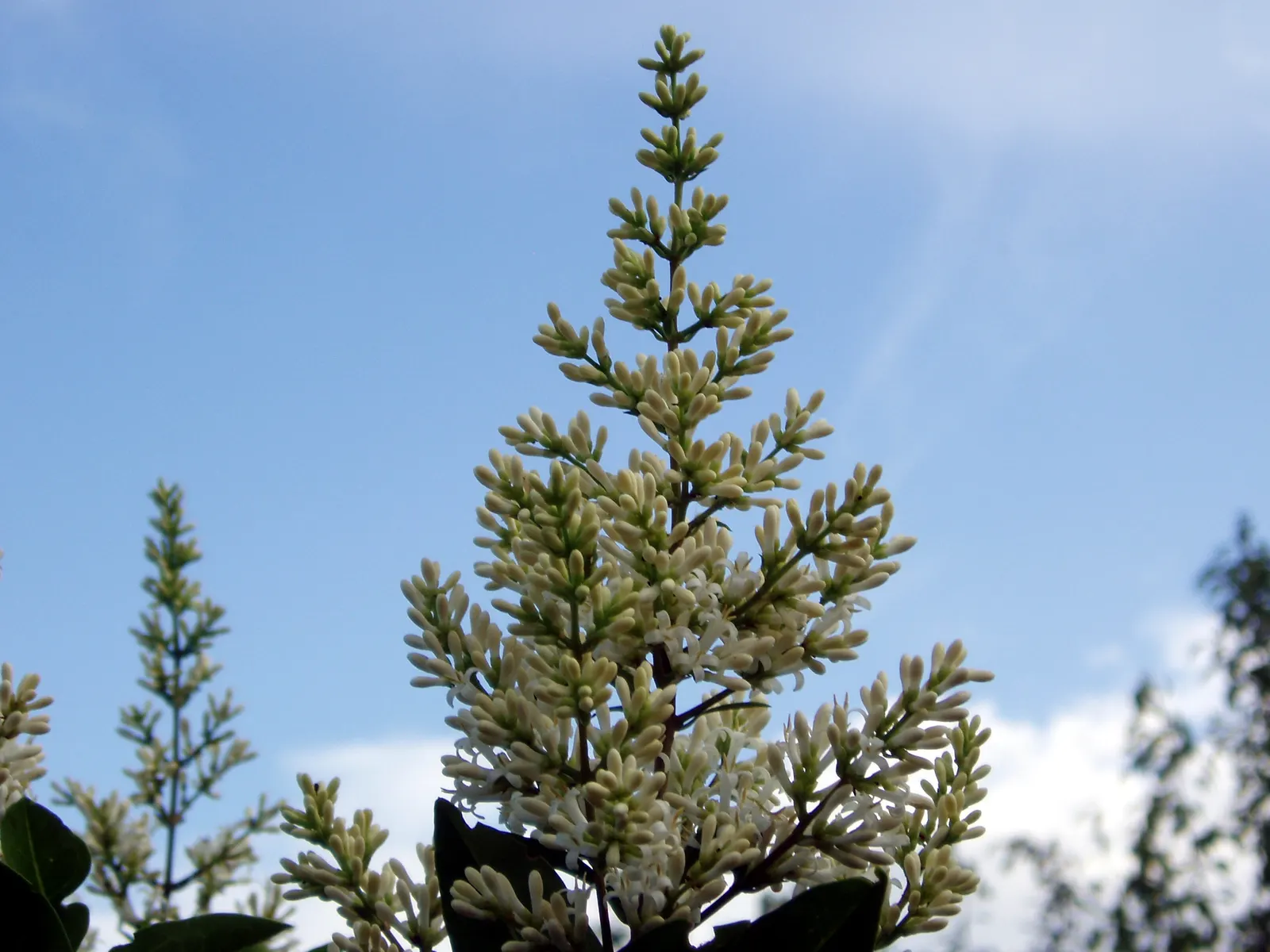 California Privet (Ligustrum Ovalifolium) — widely appreciated for its dense foliage and robust growth