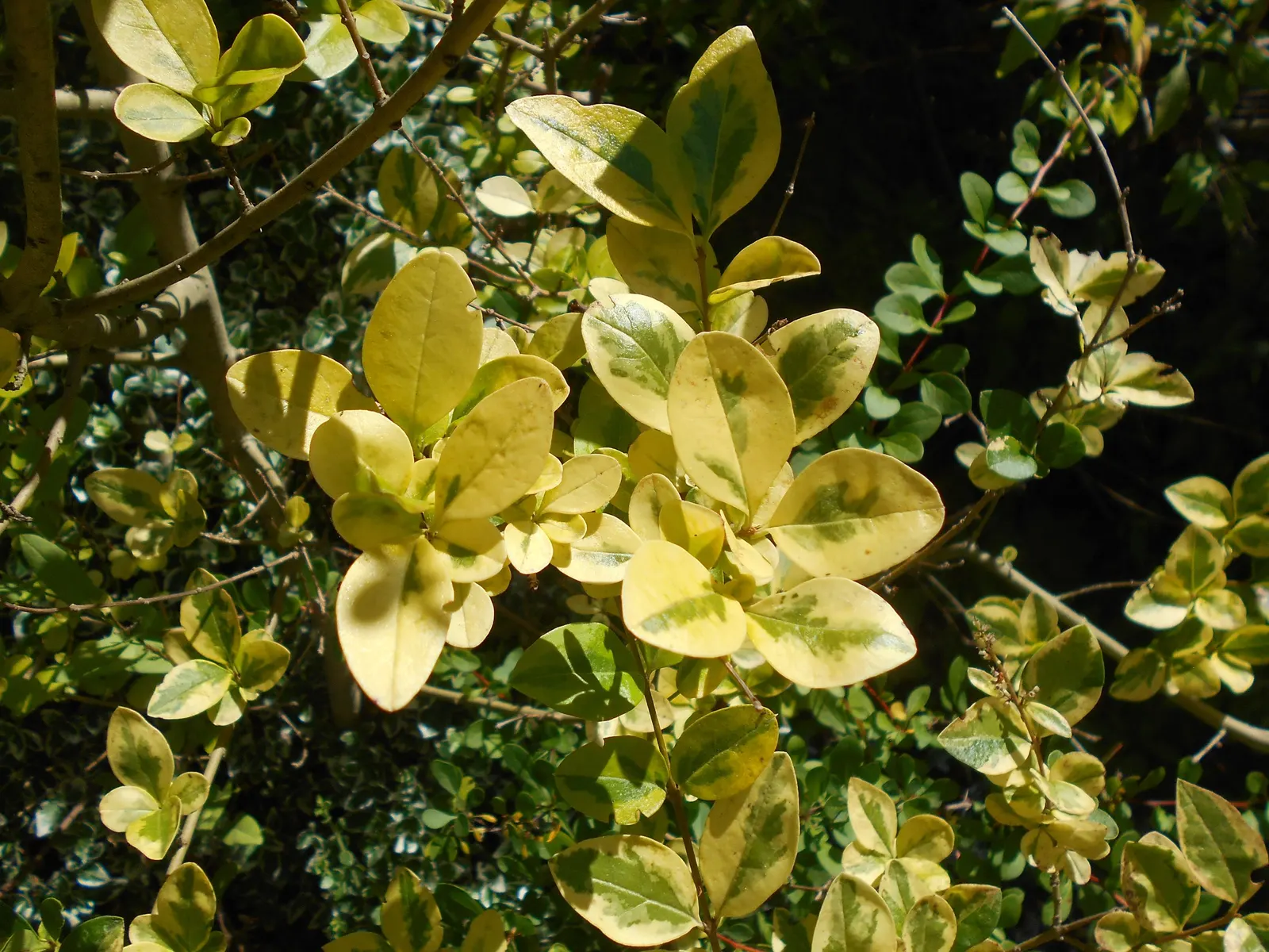 California Privet (Ligustrum Ovalifolium) — This semi-evergreen shrub exhibits oval-shaped leaves, each measuring about 1 to 2.5 inches long; the leaves