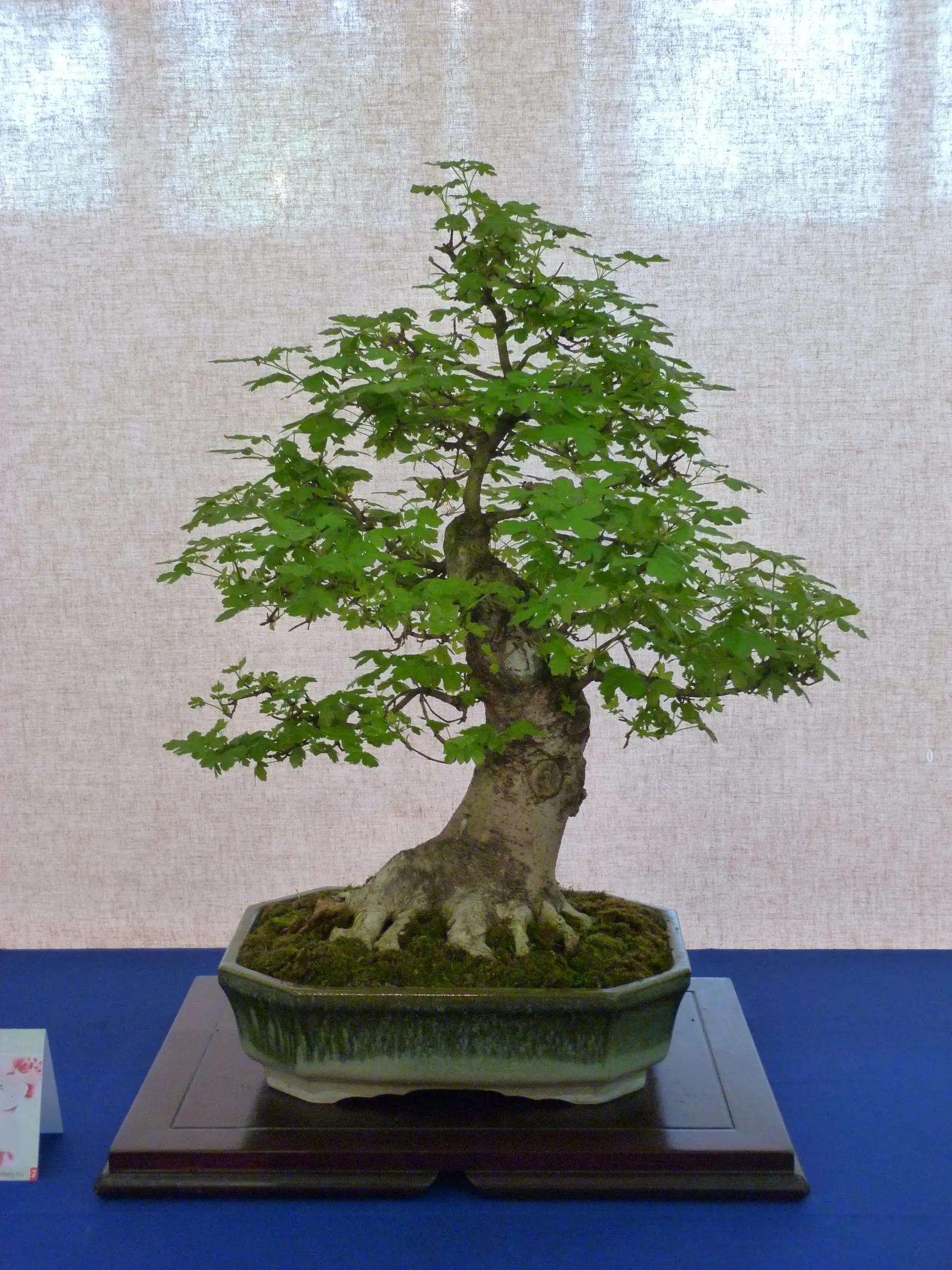 California Privet (Ligustrum Ovalifolium) — making it a reliable choice for a diverse array of landscape designs; is a versatile evergreen shrub