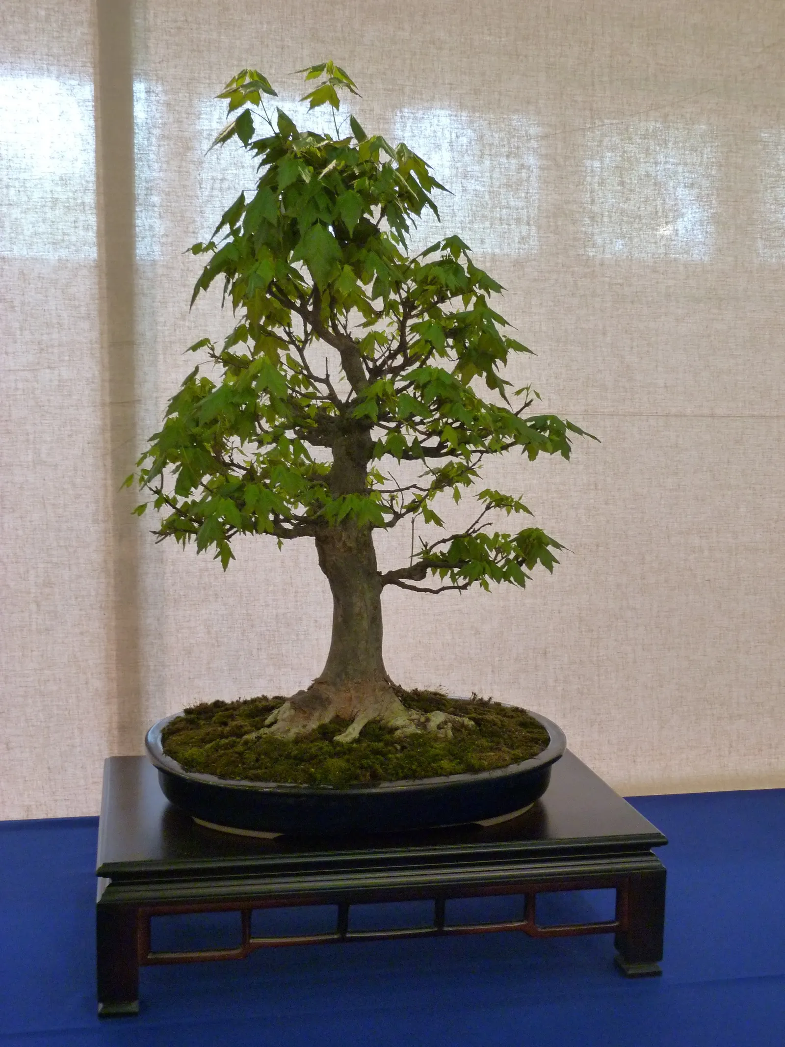 California Privet (Ligustrum Ovalifolium) — Regular pruning is suggested to maintain the desired shape and health of the shrub; this semi-evergreen shrub