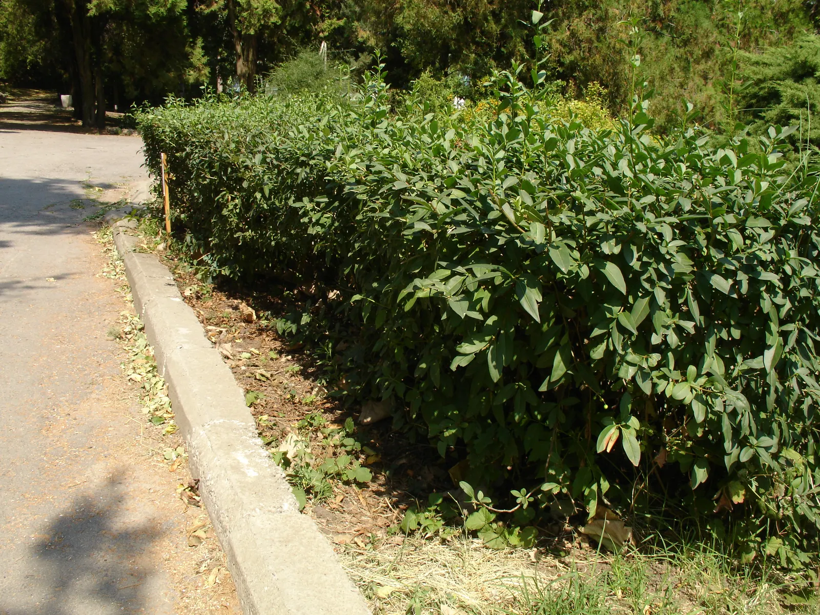 California Privet (Ligustrum Ovalifolium) — with the soil maintained at a consistently moist level