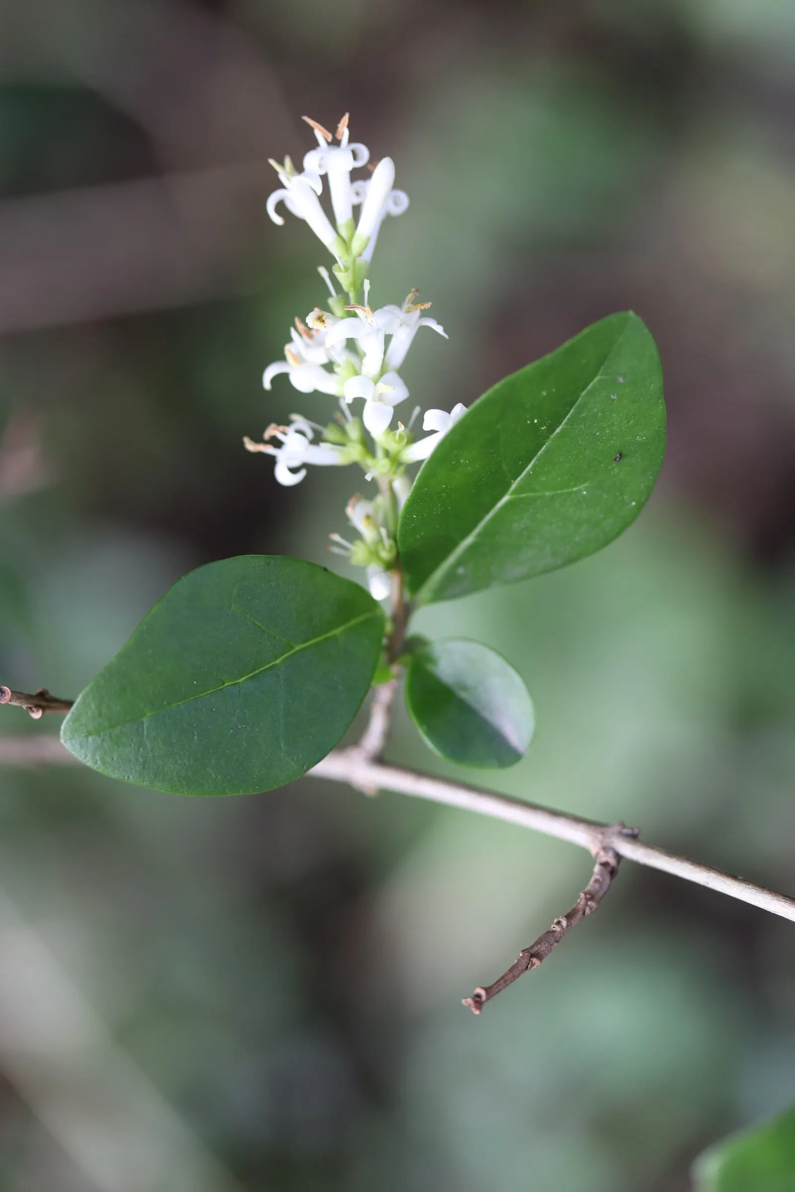 California Privet (Ligustrum Ovalifolium) — Following the flowering period