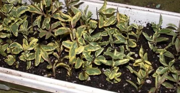 California Privet (Ligustrum Ovalifolium) — offering a modest yet appealing visual contrast