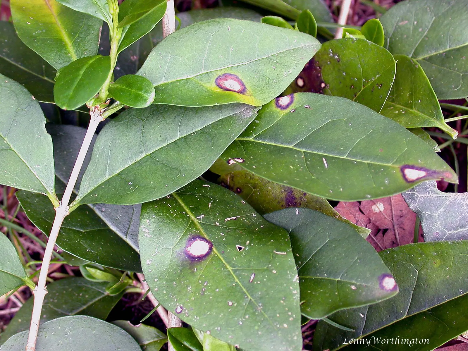 California Privet (Ligustrum Ovalifolium) — shrub / tree with white blooms