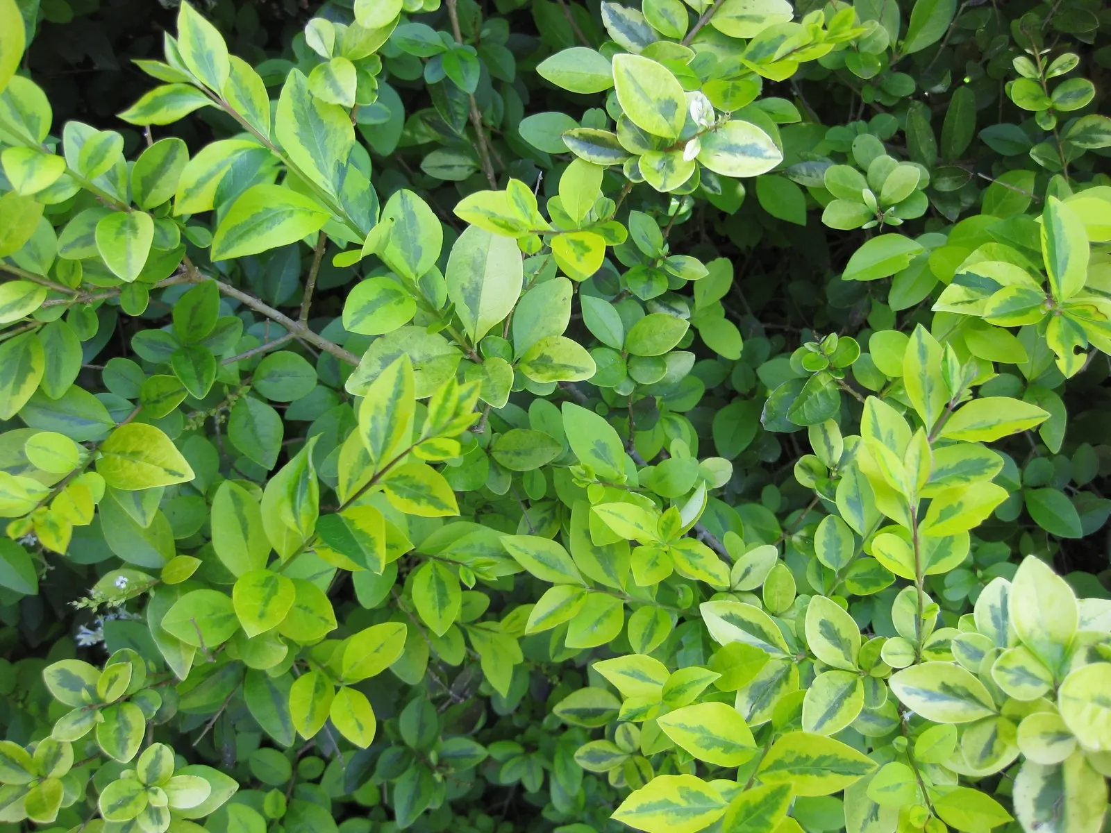 California Privet (Ligustrum Ovalifolium) — This semi-evergreen shrub exhibits oval-shaped leaves, each measuring about 1 to 2.5 inches long