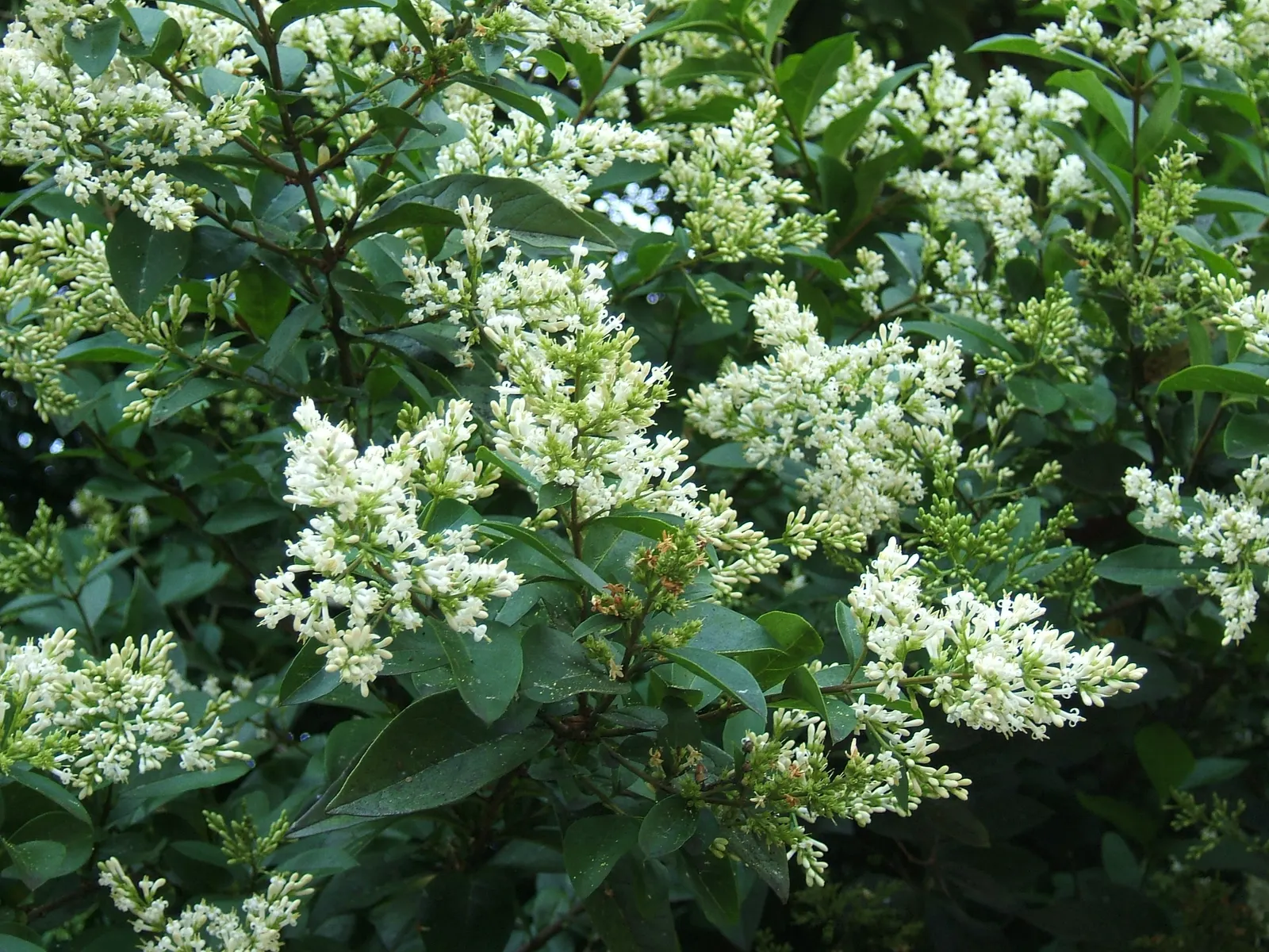 California Privet (Ligustrum Ovalifolium) — white flowers in the garden; this plant has adapted well to various climates