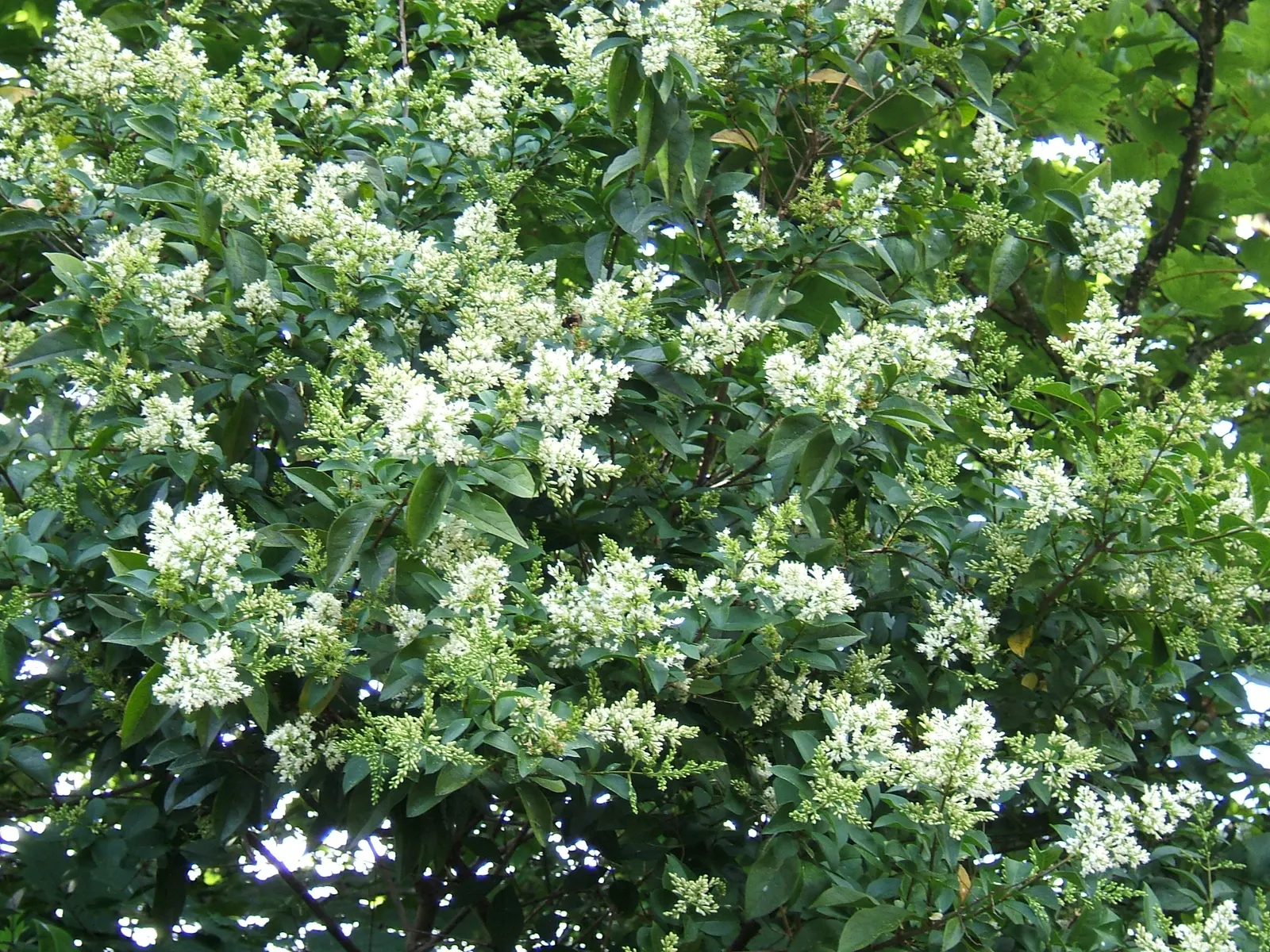 California Privet (Ligustrum Ovalifolium) — the California Privet flourishes best in full sun to partial shade conditions; california Privet is known for its