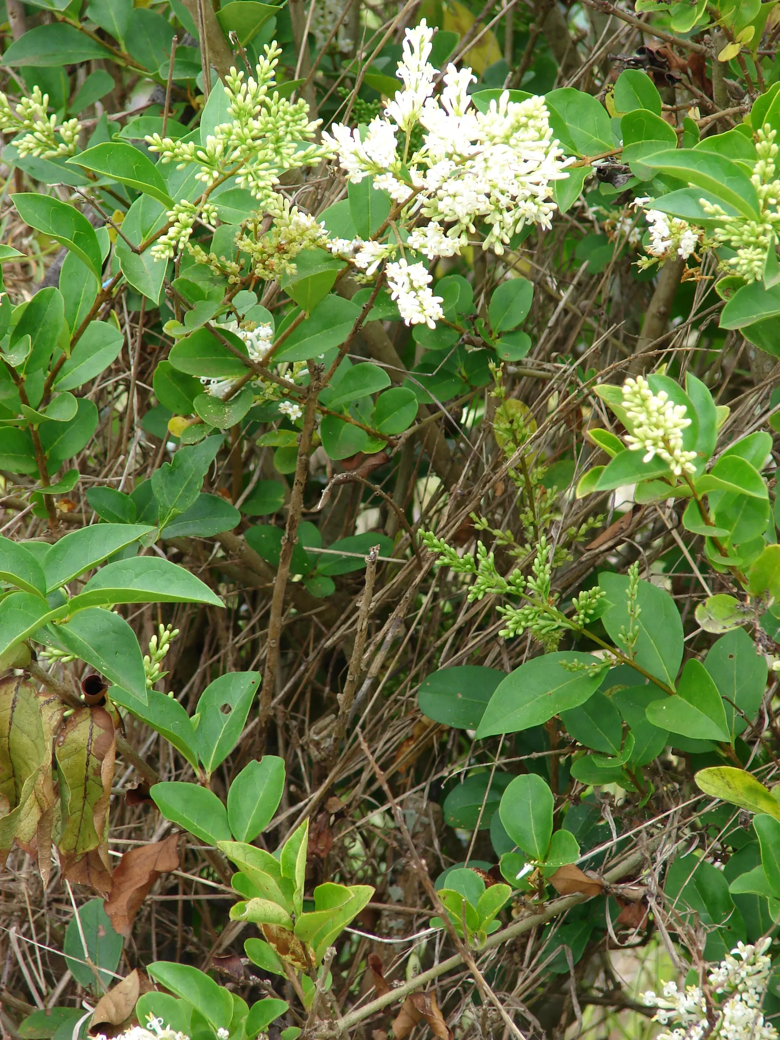 California Privet (Ligustrum Ovalifolium) — this plant has adapted well to various climates