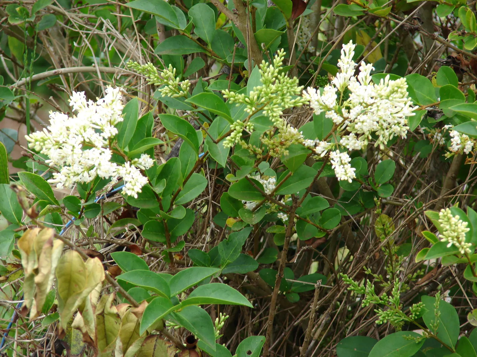 California Privet (Ligustrum Ovalifolium) — It is not particularly fussy about soil type, though it does prefer well-drained loamy soils