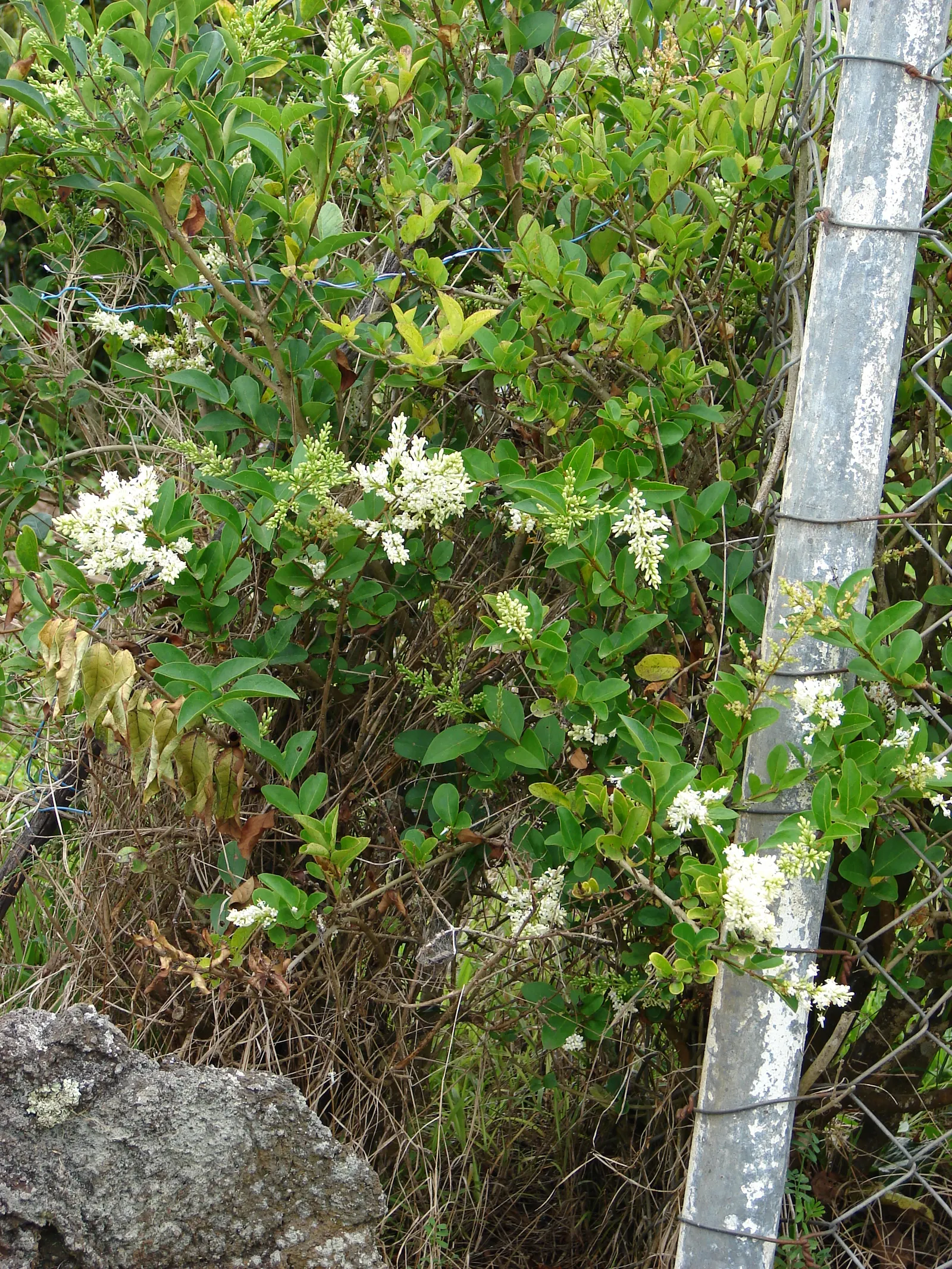 California Privet (Ligustrum Ovalifolium) — scientifically known as Ligustrum ovalifolium; including being drought-tolerant once established