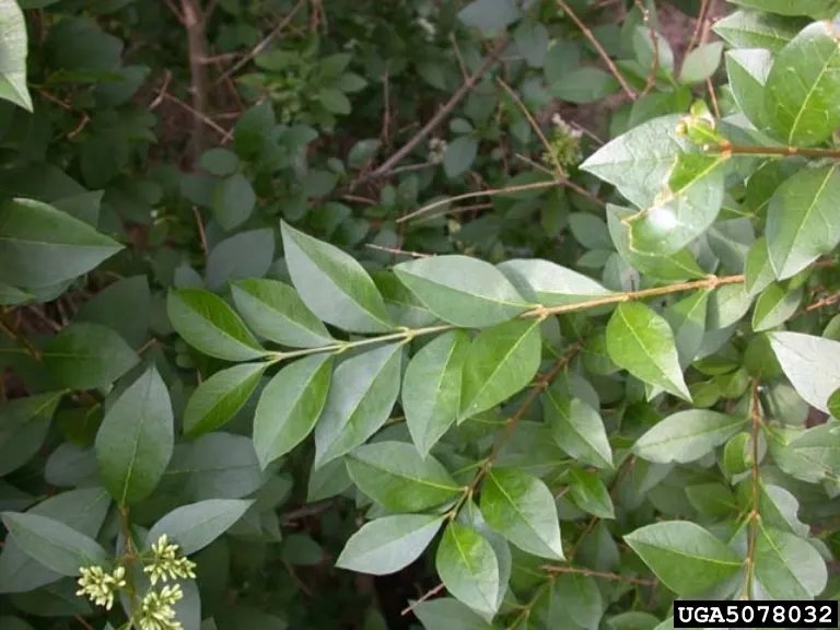 California Privet (Ligustrum Ovalifolium) — Typically reaching heights of 10-15 feet with a spread of 6-8 feet; with the soil maintained at a consistently