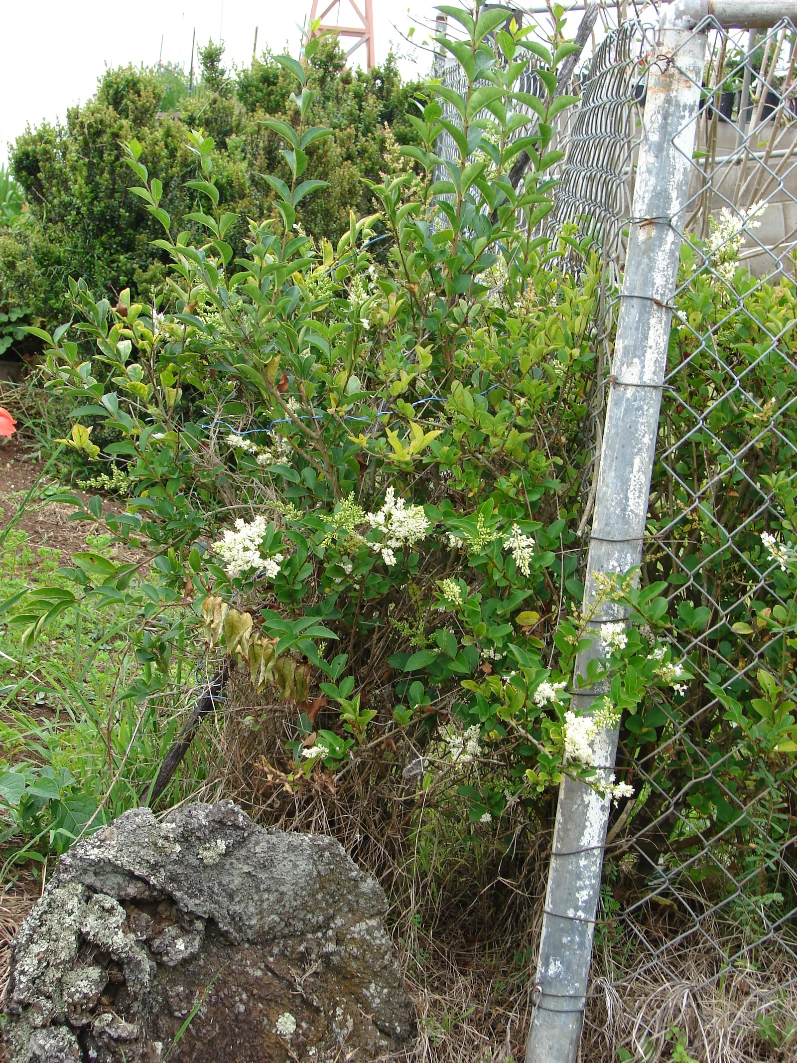 California Privet (Ligustrum Ovalifolium) — Oval, lustrous leaves accompany clusters of white flowers in summer, followed by black berries
