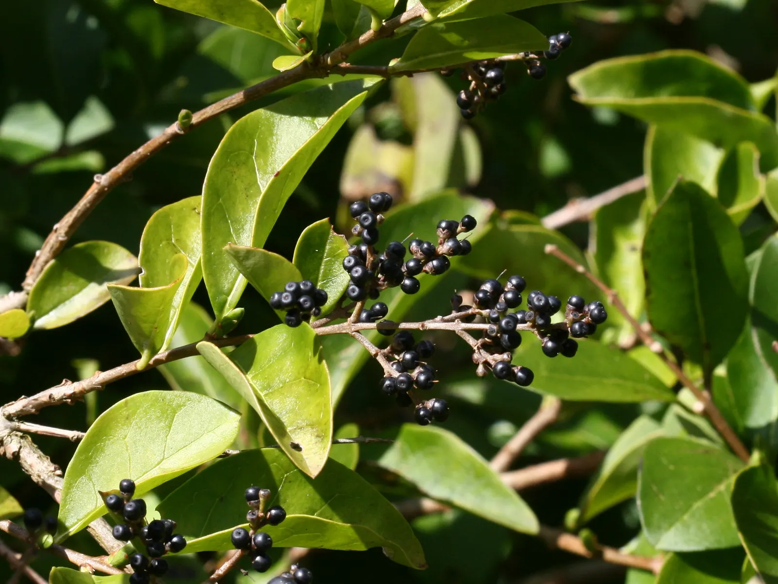 California Privet (Ligustrum Ovalifolium) — California Privet is known for its adaptability and resilience; these blossoms may also attract pollinators such as