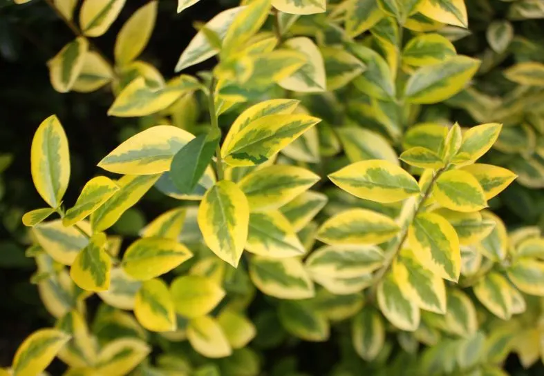 California Privet (Ligustrum Ovalifolium) — California Privet is known for its adaptability and resilience