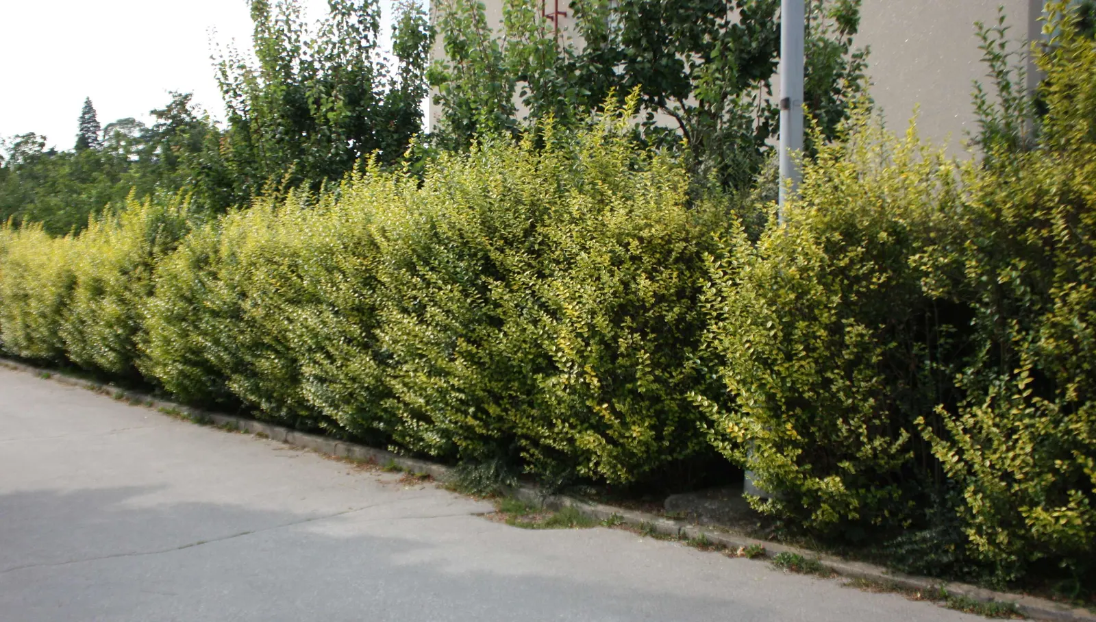 California Privet (Ligustrum Ovalifolium) — Regular pruning is suggested to maintain the desired shape and health of the shrub