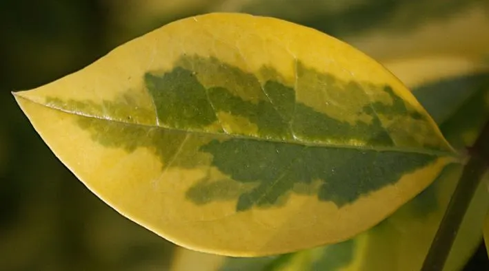 California Privet (Ligustrum Ovalifolium) — especially during dry spells