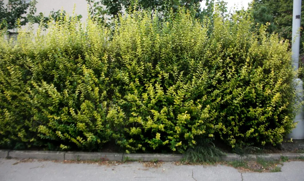 California Privet (Ligustrum Ovalifolium) — this hardy plant is ideal for hedges and privacy screens