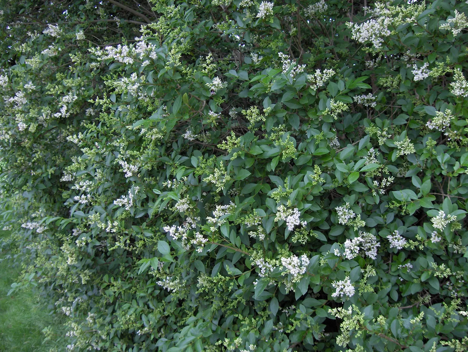 California Privet (Ligustrum Ovalifolium) — this hardy plant is ideal for hedges and privacy screens; shrub / tree for full