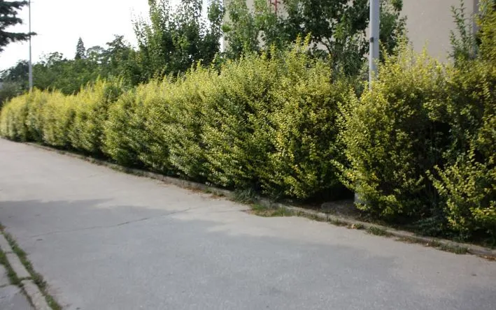 California Privet (Ligustrum Ovalifolium) — scientifically known as Ligustrum ovalifolium