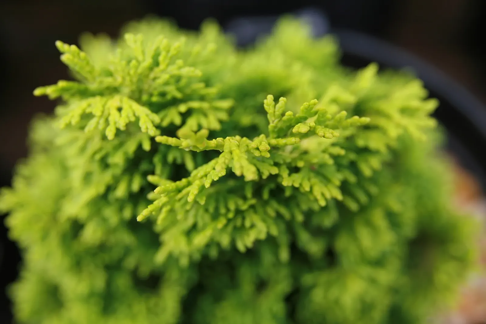 Hinoki Cypress (Chamaecyparis Obtusa 'Nana Gracilis') — The Hinoki Cypress 'Nana Gracilis' is a slow-growing dwarf conifer with a conical shape and dense