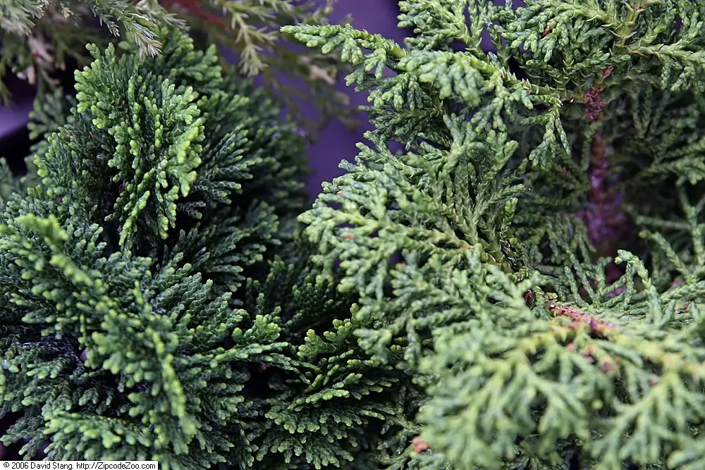 Hinoki Cypress (Chamaecyparis Obtusa 'Nana Gracilis') — Its elegant, fan-shaped branches feature slightly curled tips, adding texture to gardens