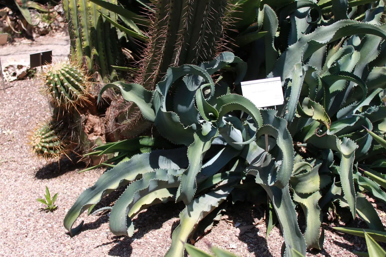 Gypsum Century Plant (Agave Gypsophila) — It thrives in full sun and well-draining soil, making it ideal for xeriscaping