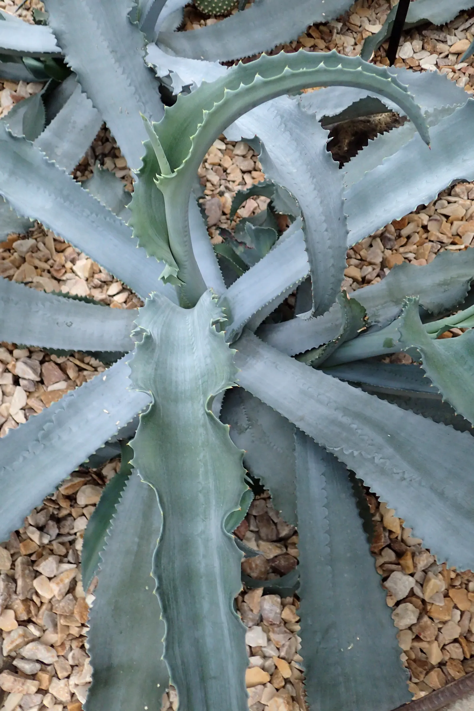 Gypsum Century Plant (Agave Gypsophila) — is a striking and unique addition to any xeriscape or desert-themed garden