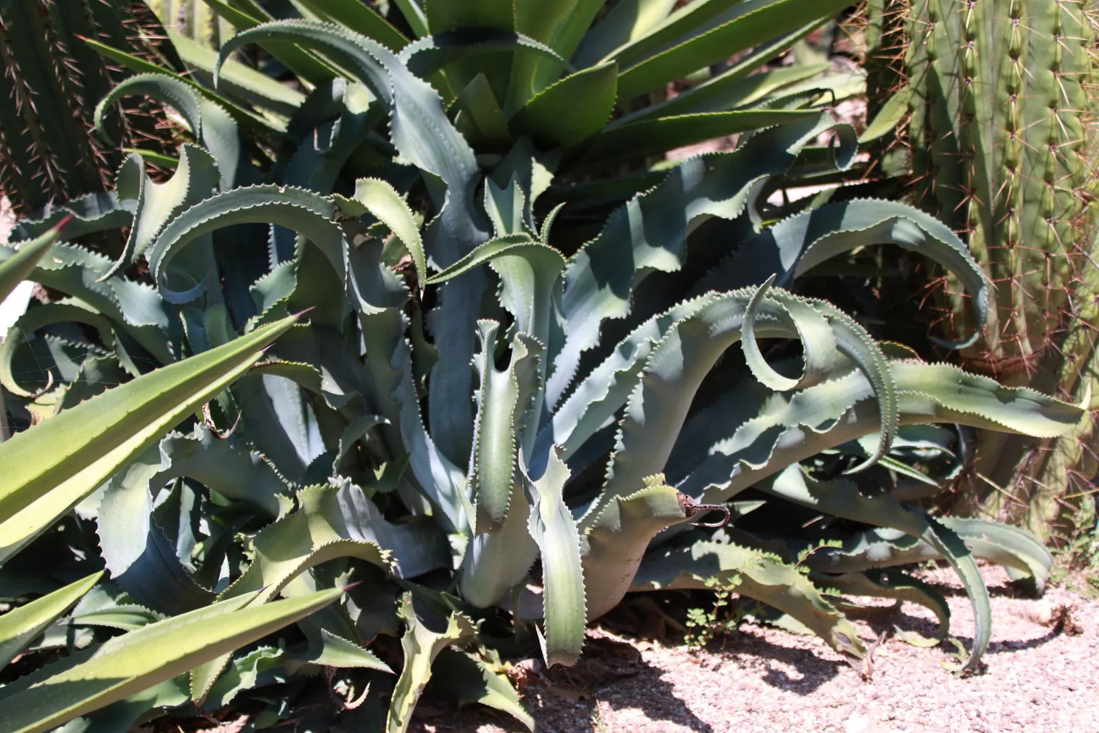 Gypsum Century Plant (Agave Gypsophila) — This drought-tolerant agave spans up to 3 feet in height and 4 feet in width
