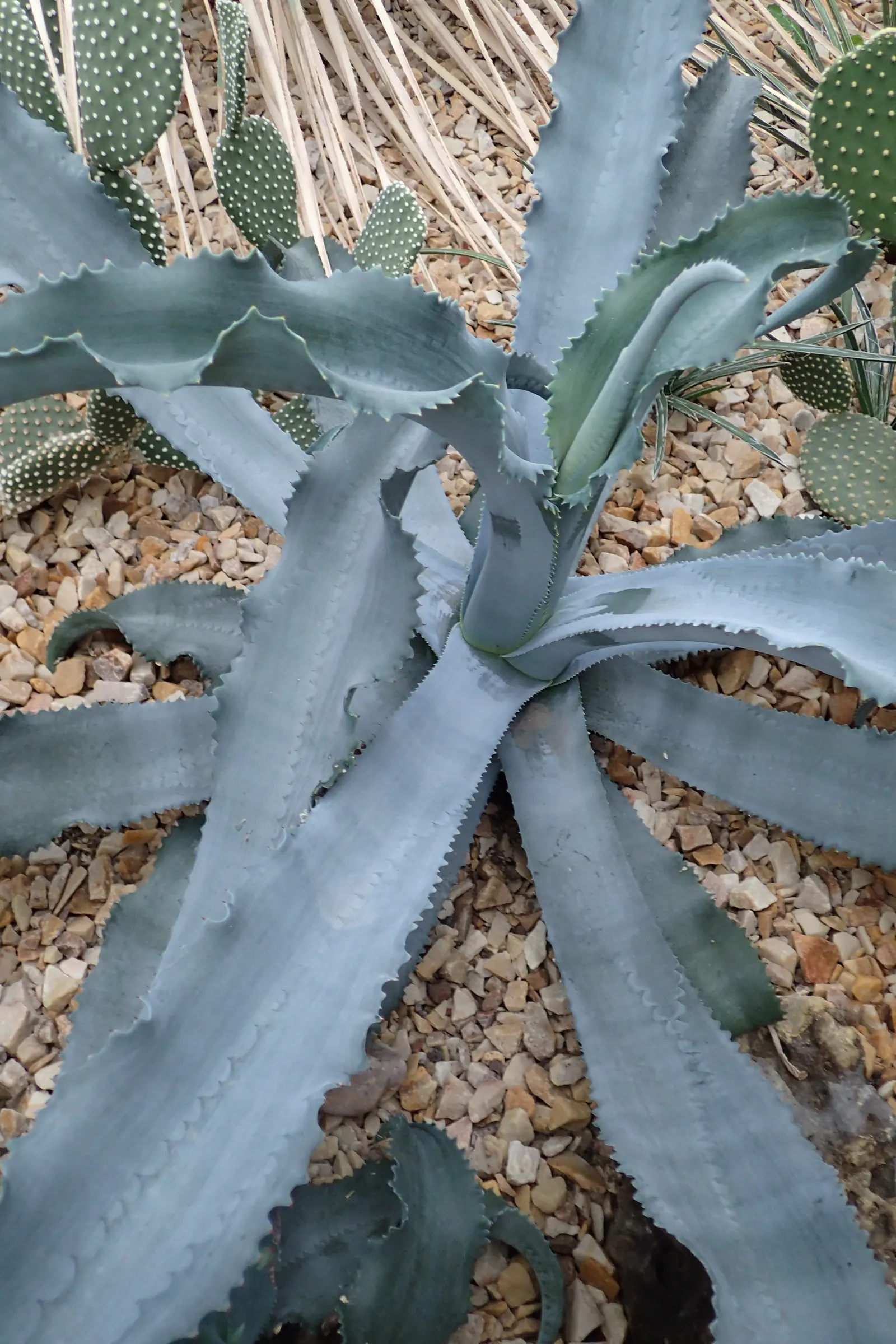 Gypsum Century Plant (Agave Gypsophila) — blue-green leaves lined with sharp teeth