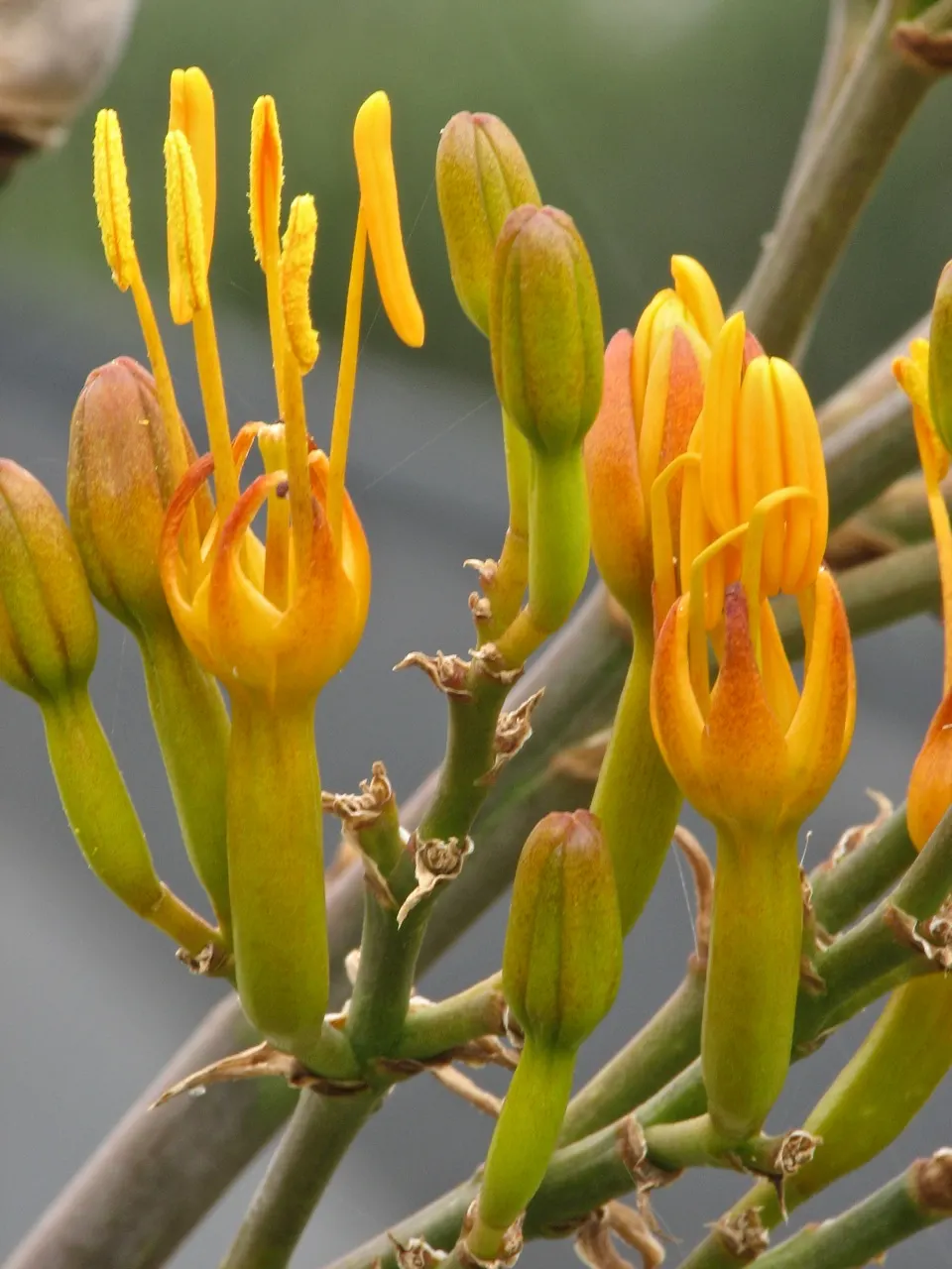 Gypsum Century Plant (Agave Gypsophila) — the Gypsum Century Plant is a moderately sized agave