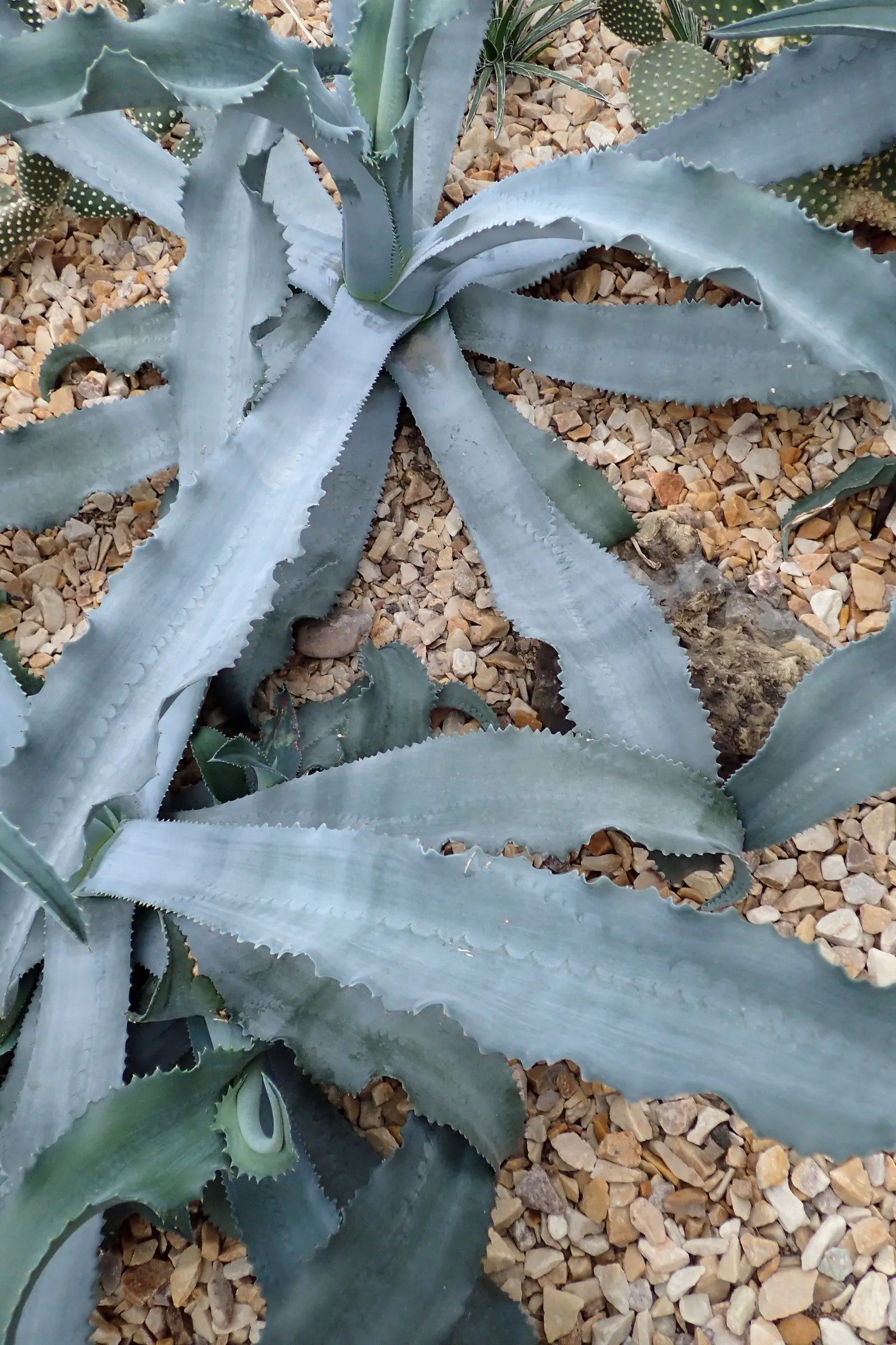 Gypsum Century Plant (Agave Gypsophila) — is a sculptural succulent notable for its wavy
