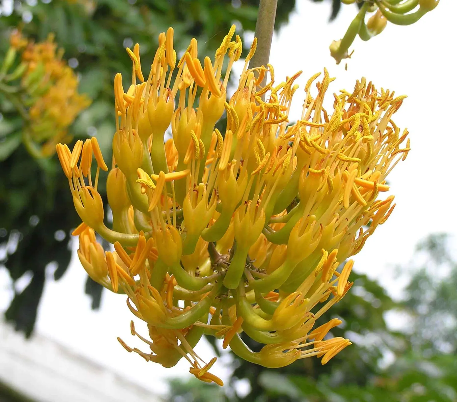 Gypsum Century Plant (Agave Gypsophila) — commonly referred to as the Gypsum Century Plant