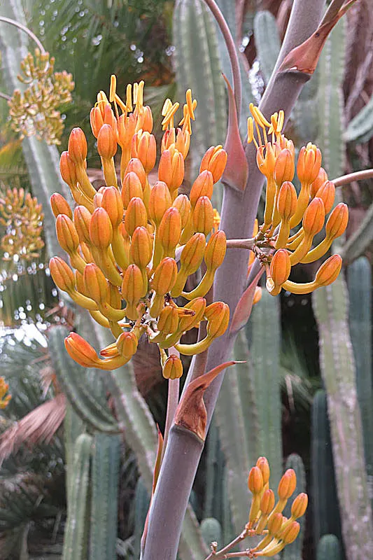 Gypsum Century Plant (Agave Gypsophila) — The foliage boasts a silver-gray color with a powdery texture that enhances its allure